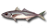 Sugarello maggiore - Trachurus mediterraneus 