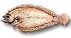 Linguattola - Citharus linguatula