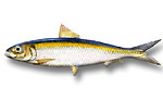 Alaccia - Sardinella aurita