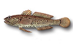 Ghiozzo rasposo - Gobius bucchichi(i)