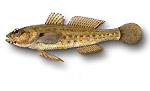 Ghiozzo fallace - Gobius fallax