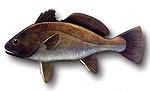 Corvina - Sciaena umbra