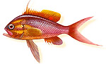 Castagnola rossa - Anthias anthias