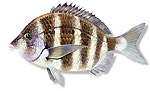 Sarago faraone - Diplodus cervinus cervinus