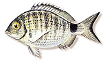 Sarago maggiore - Diplodus sargus