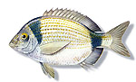 Sarago fasciato - Diplodus vulgaris 