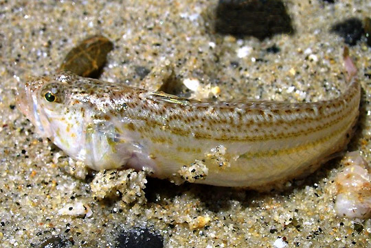 Trachynus vipera - Foto Aldo Marinelli