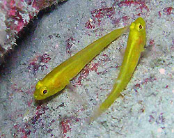 Gobius auratus - Foto Antonio Colacino