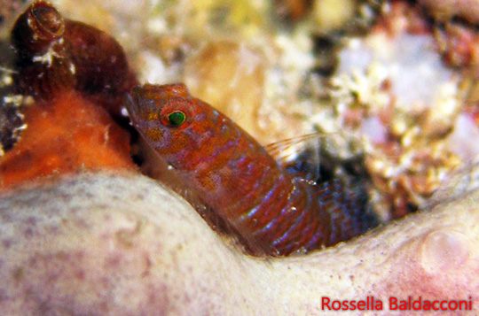 Corcyrogobius liechtensteini (Kolombatovic, 1891) - Foto di Rossella Baldacconi