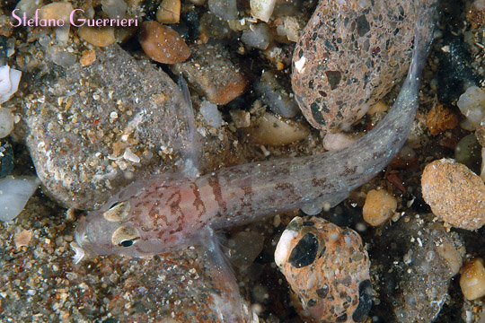 Chromogobius zebratus - Foto di Stefano Guerrieri