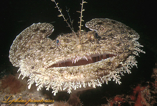 Lophius piscatorius - Rana pescatrice - Foto Francesco Turano