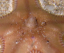 Dettaglio delle protuberanza al centro del disco talvolta presente in Astropecten irregularis pentacanthus (Isola della Maddalena, Sardegna, profondità 4 m, foto notturna)
