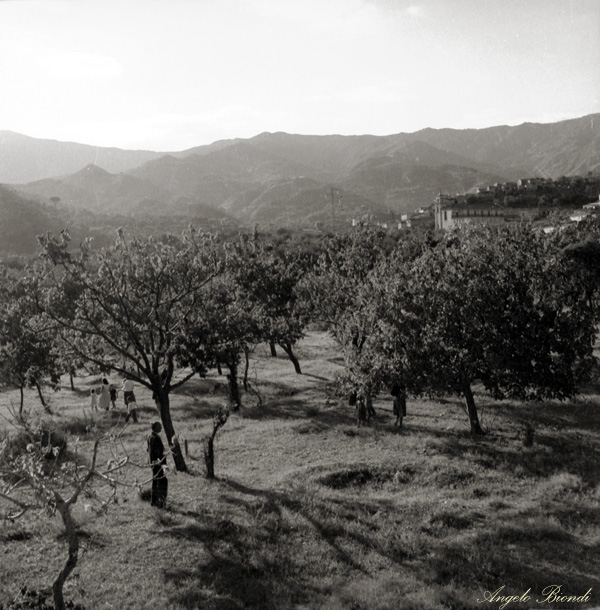 Camapaghna siciliana - Foto Angelo Biondi