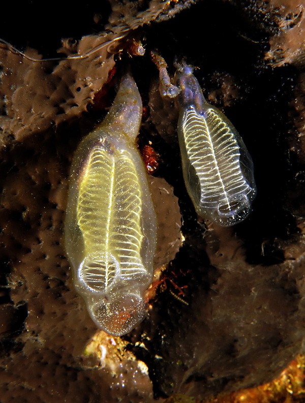 Foto Alberto Biondi