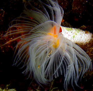 Foto Alberto Biondi - Itala Marina