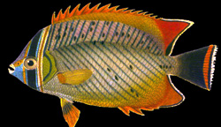 Chaetodon trifasacialis