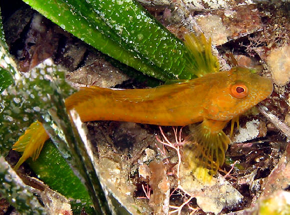 Bavosa africana - Stretto di Messina - Foto Alberto Biondi