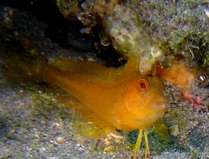 Bavosa africana - Stretto di Messina - Foto Alberto Biondi