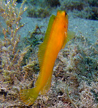 Bavosa africana - Stretto di Messina - Foto Alberto Biondi