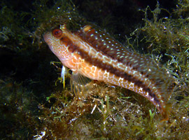 Bavosa africana - Stretto di Messina - Foto Alberto Biondi