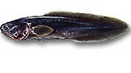 Breotola nera - Oligopus ater