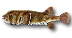 Pesce istrice - Diodon istrix