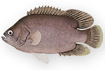 Pesce foglia - Lobotes surinamensis