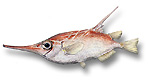 Pesce trombetta - Macrorhamphosus scolopax