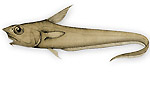 Pesce sorcio di Günther - Coryphaenoides guentheri