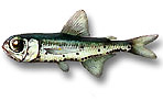 Pesce lampada - Hygophum hygomi