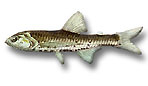 Pesce lanterna minore - Lampanyctus pusillus