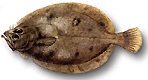 Rombo giallo - Lepidorhombus wiffiagonis