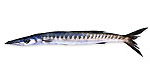 Barracuda bocca gialla - Sphyraena viridensis