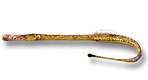 Pesce ago cavallino - Syngnathus typhle