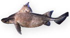 Pesce porco - Oxynotus centrina