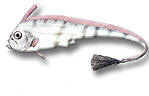 Pesce falce - Zu cristatus