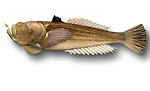 Pesce prete - Uranoscopus scaber 