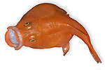 Chaunax  suttkusi - Rana pescatrice di profondit