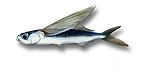 Pesce volante - Exocoetus volitans