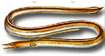Serpente di mare - Ophisurus serpens