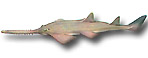 Pesce sega - Pristis pectinatus