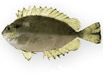 Pesce coniglio - Siganus luridus