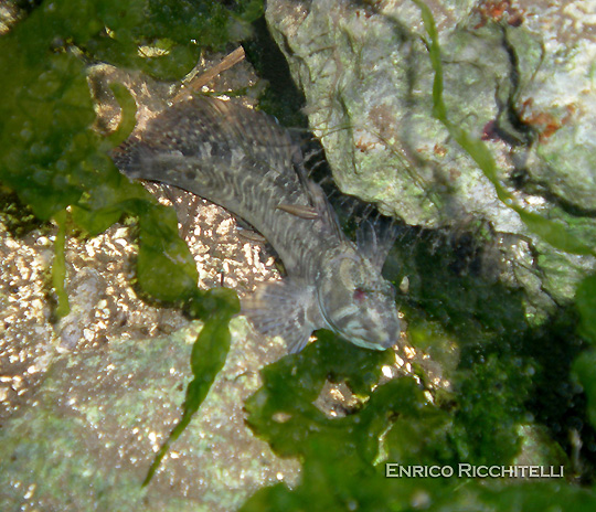 Salaria fluviatilis, o Cagnetta, un pesce nostrano per il nostro acquario -  Acquariofilia Facile