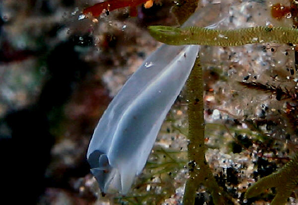 Nello Stretto di Messina - Scaletta Zanclea