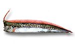 Pesce liocorno - Lophotus lacepedei