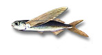 Pesce rondine - Exocoetus obtusirostris