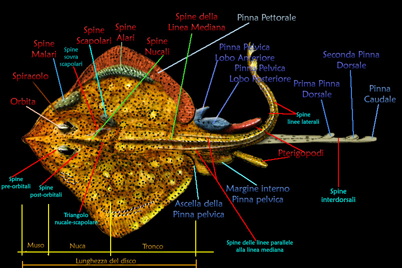 Aspetto esterno dei Rajdi