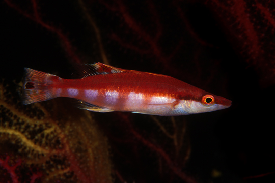 Lappanella fasciata - Foto di Alessandro Pagano 