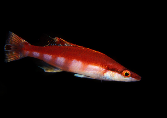 Lappanella fasciata - Foto di Alessandro Pagano 