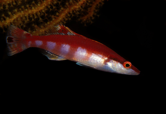 Lappanella fasciata - Foto di Alessandro Pagano 